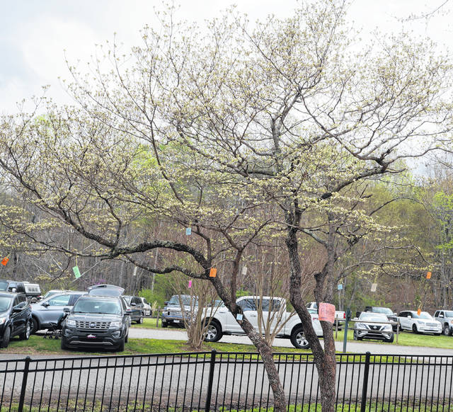 How Old is Barry Waddell Pickleball Player